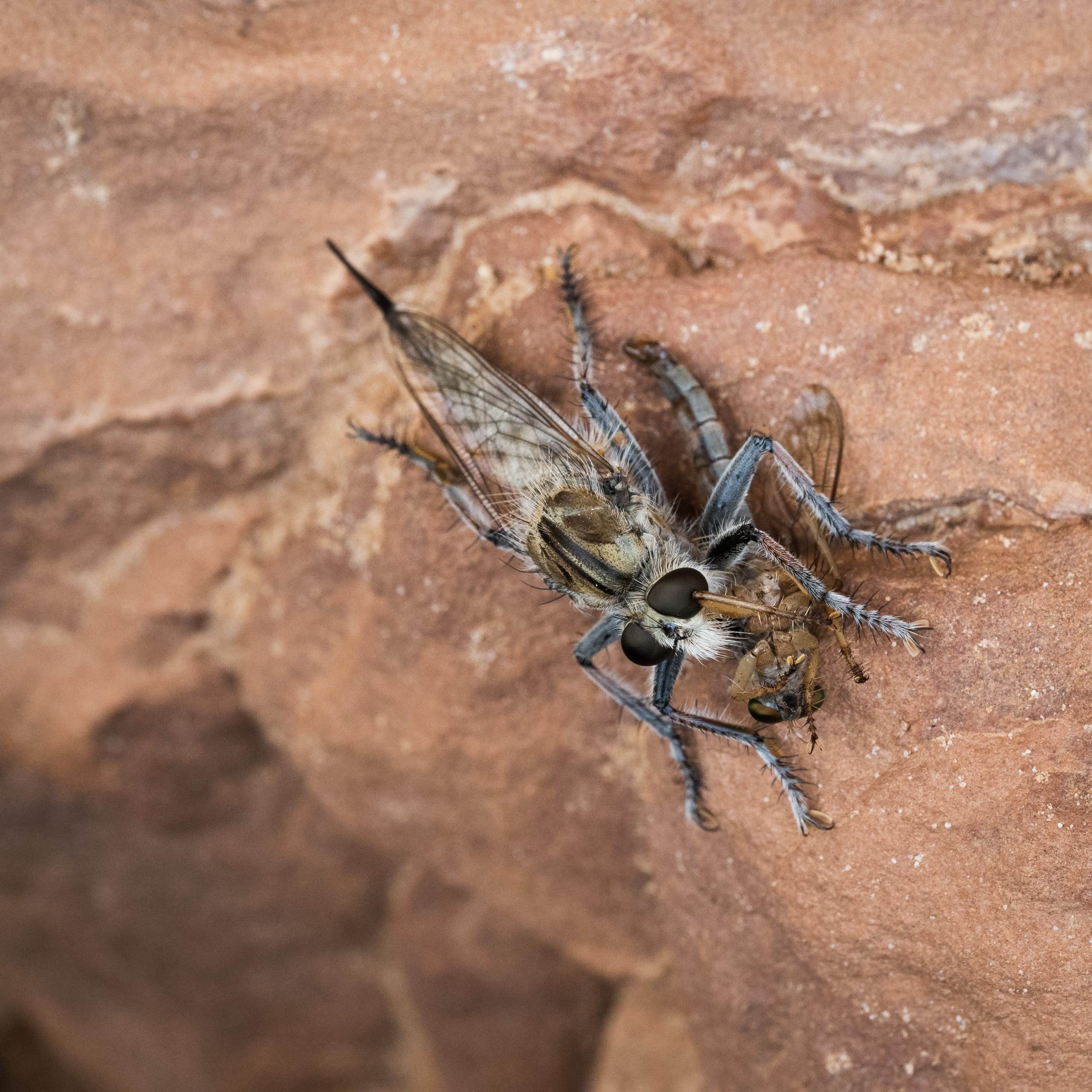 Robber Fly