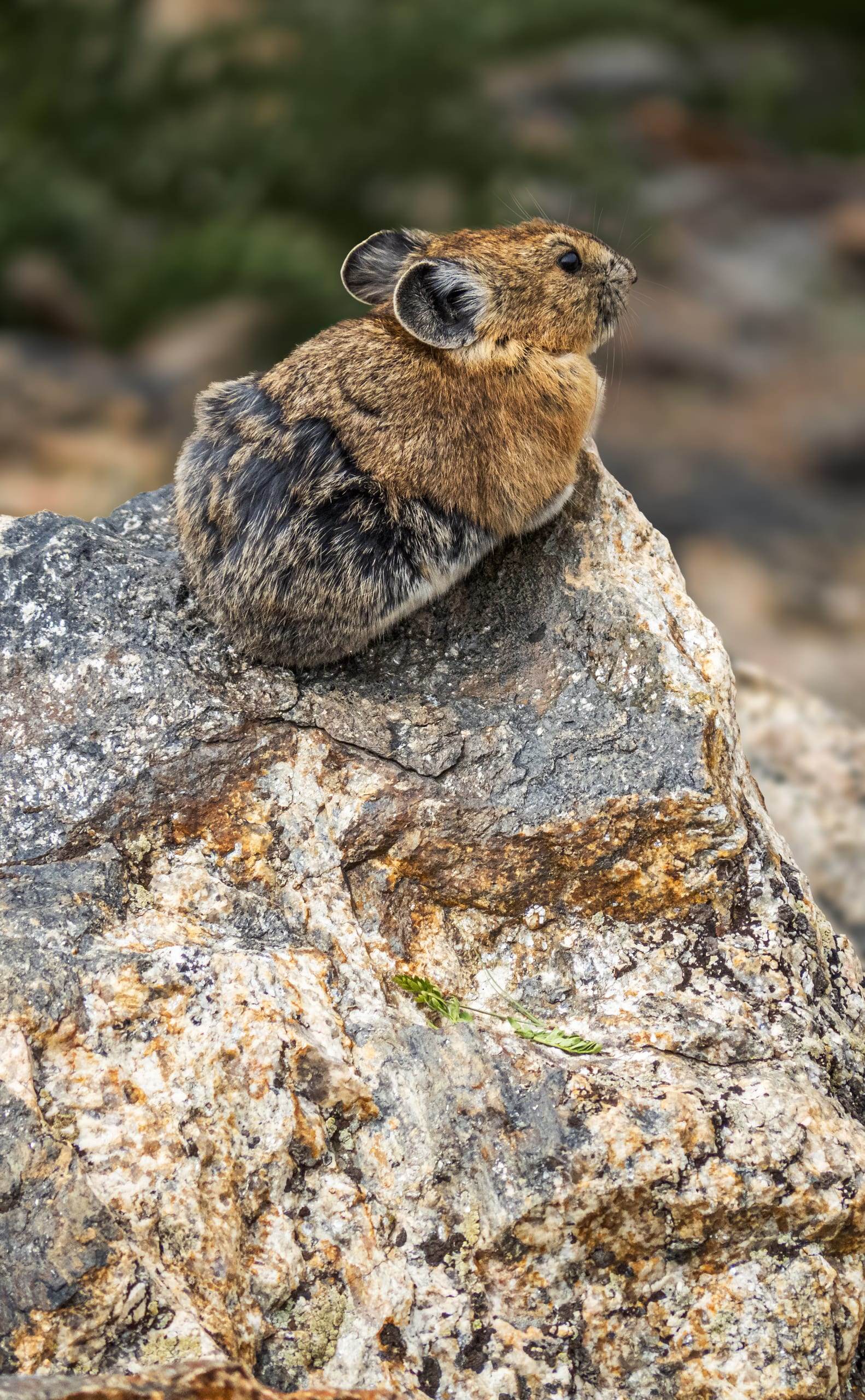 Ochotona princeps / American pika