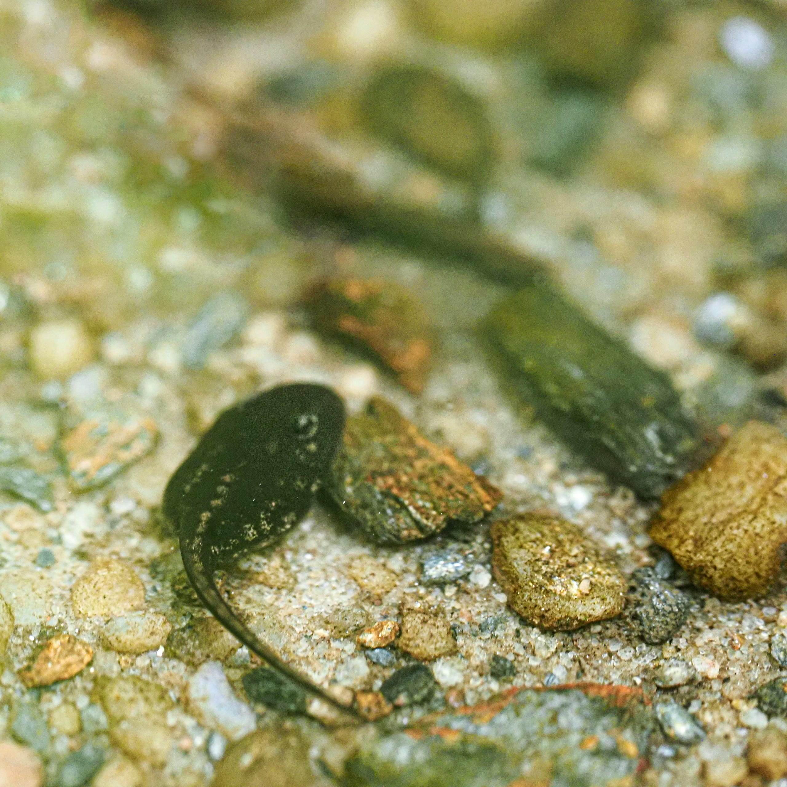 Tadpole (Specific species are a nightmare to tell apart, sorry)