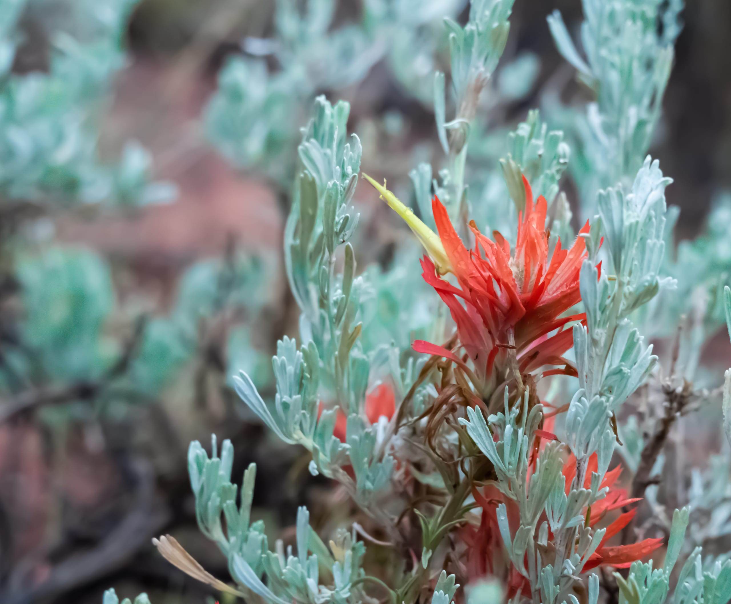 Indian Paintbrush