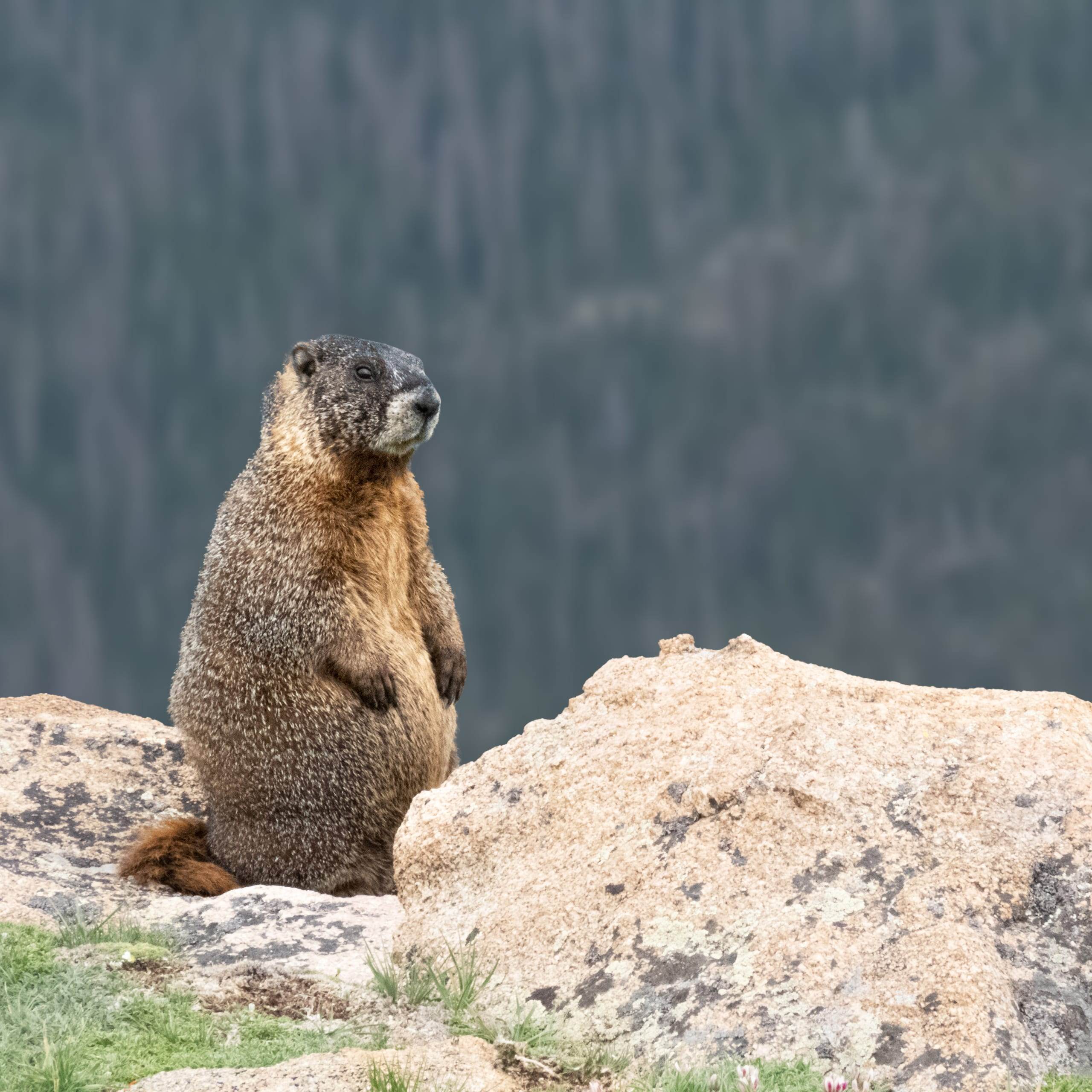 Marmot