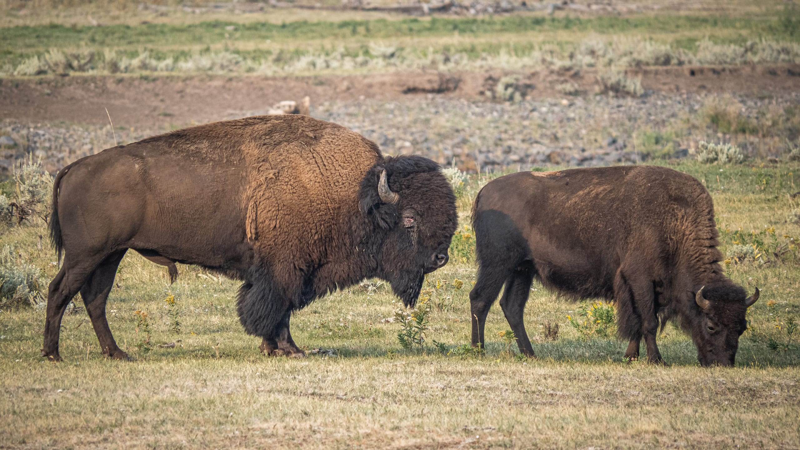 Bison bison / American bison