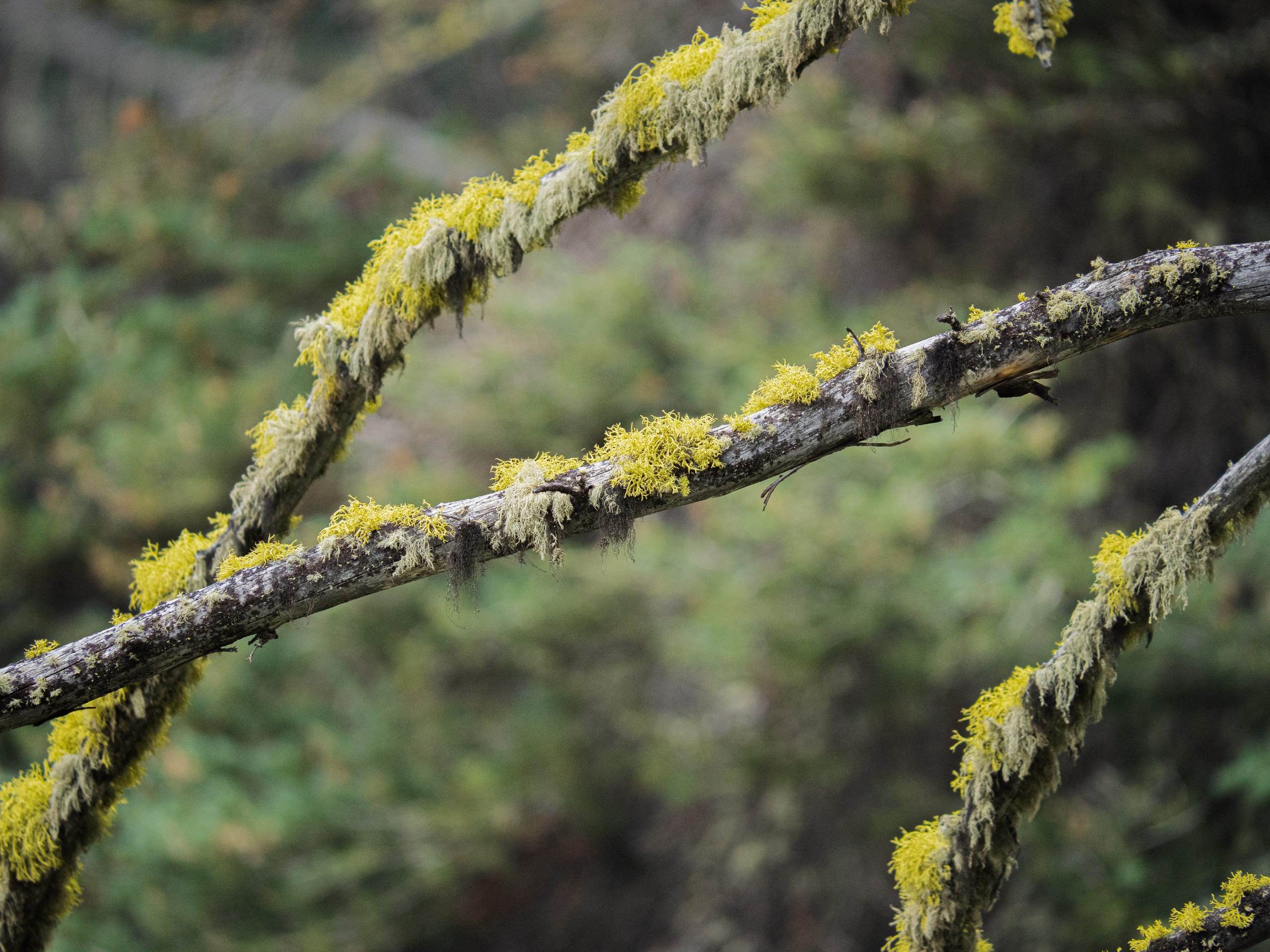 Lichen