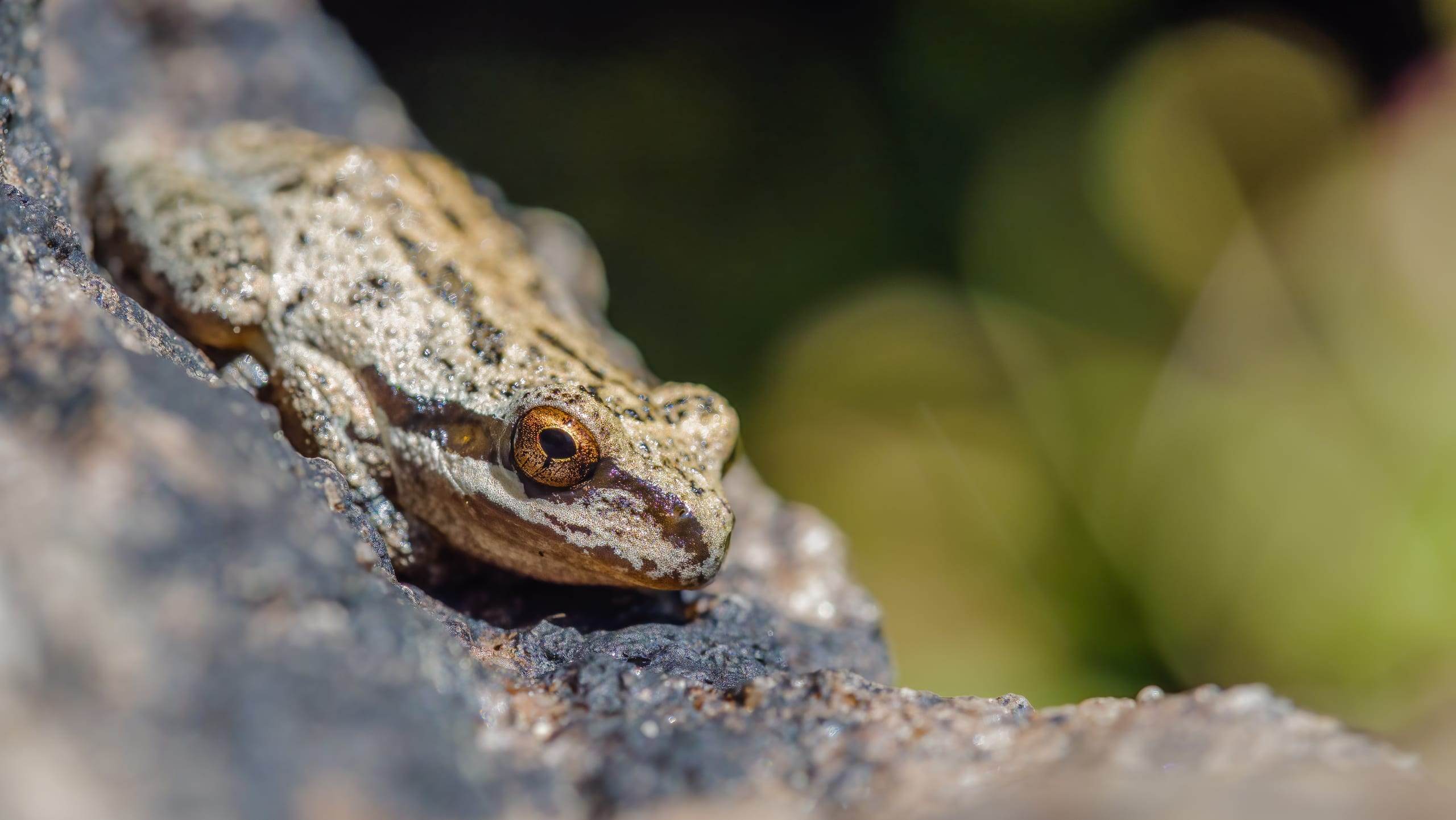Pseudacris regilla / Pacific Tree Frog
