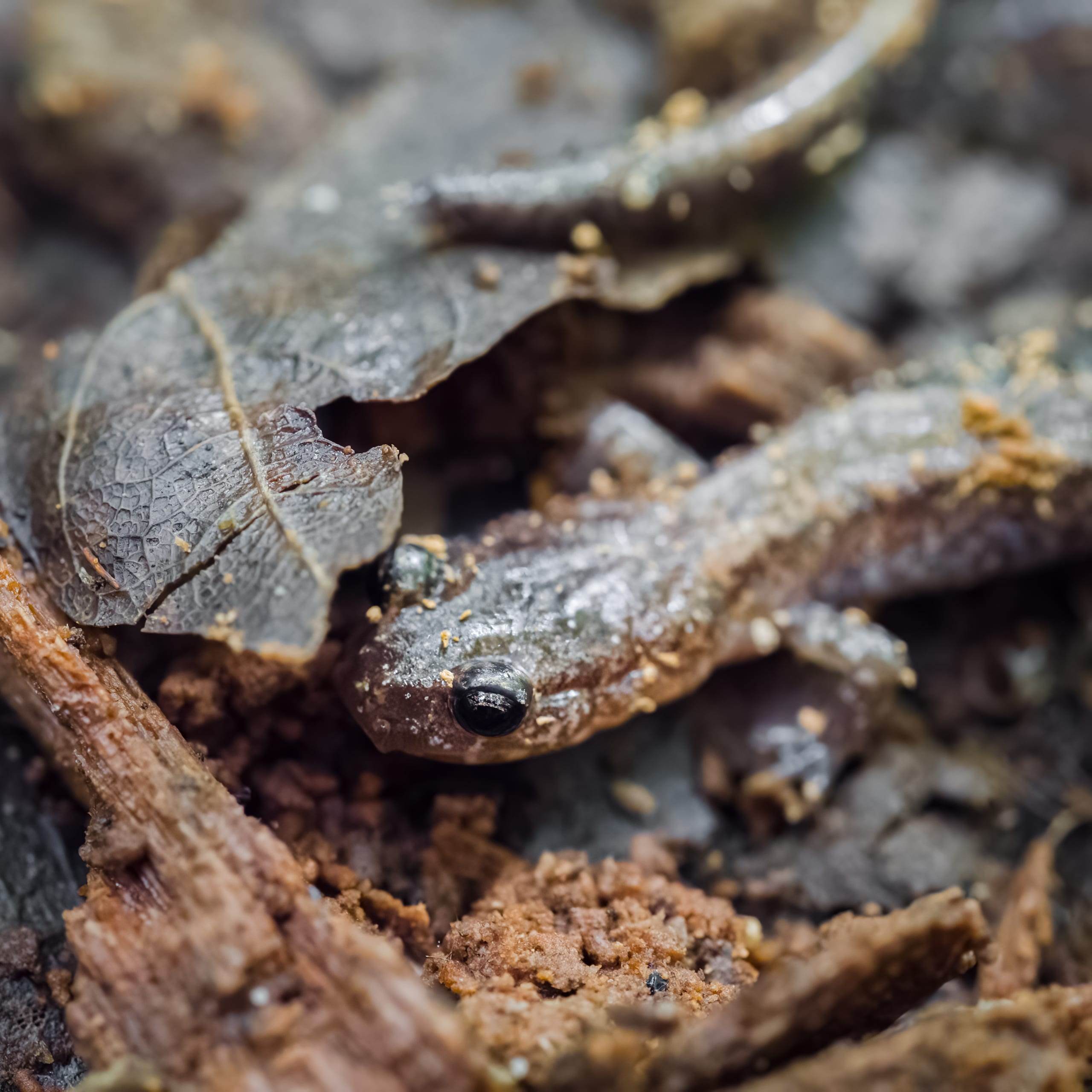 Plethodon cinereus / Eastern Red-backed Salamander - Yellow-Backed Morph
