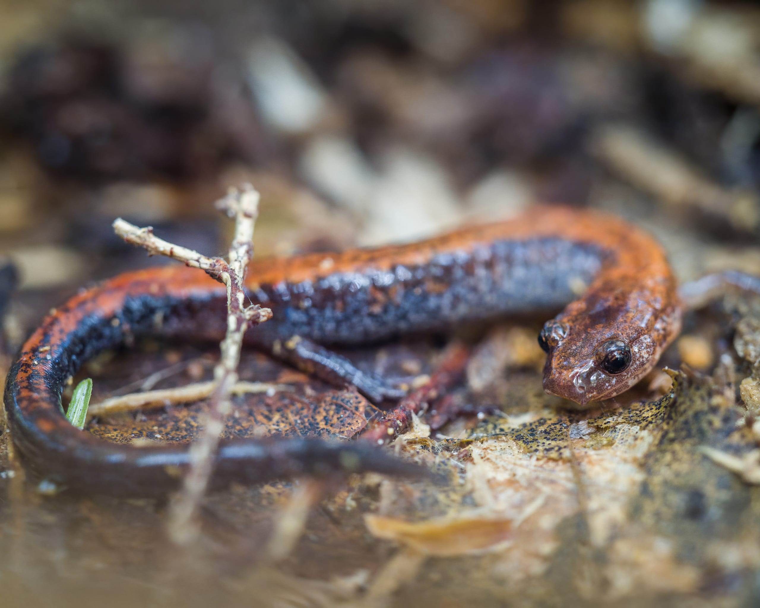 Plethodon cinereus / Eastern Red-Backed Salamander - Red-Backed Morph