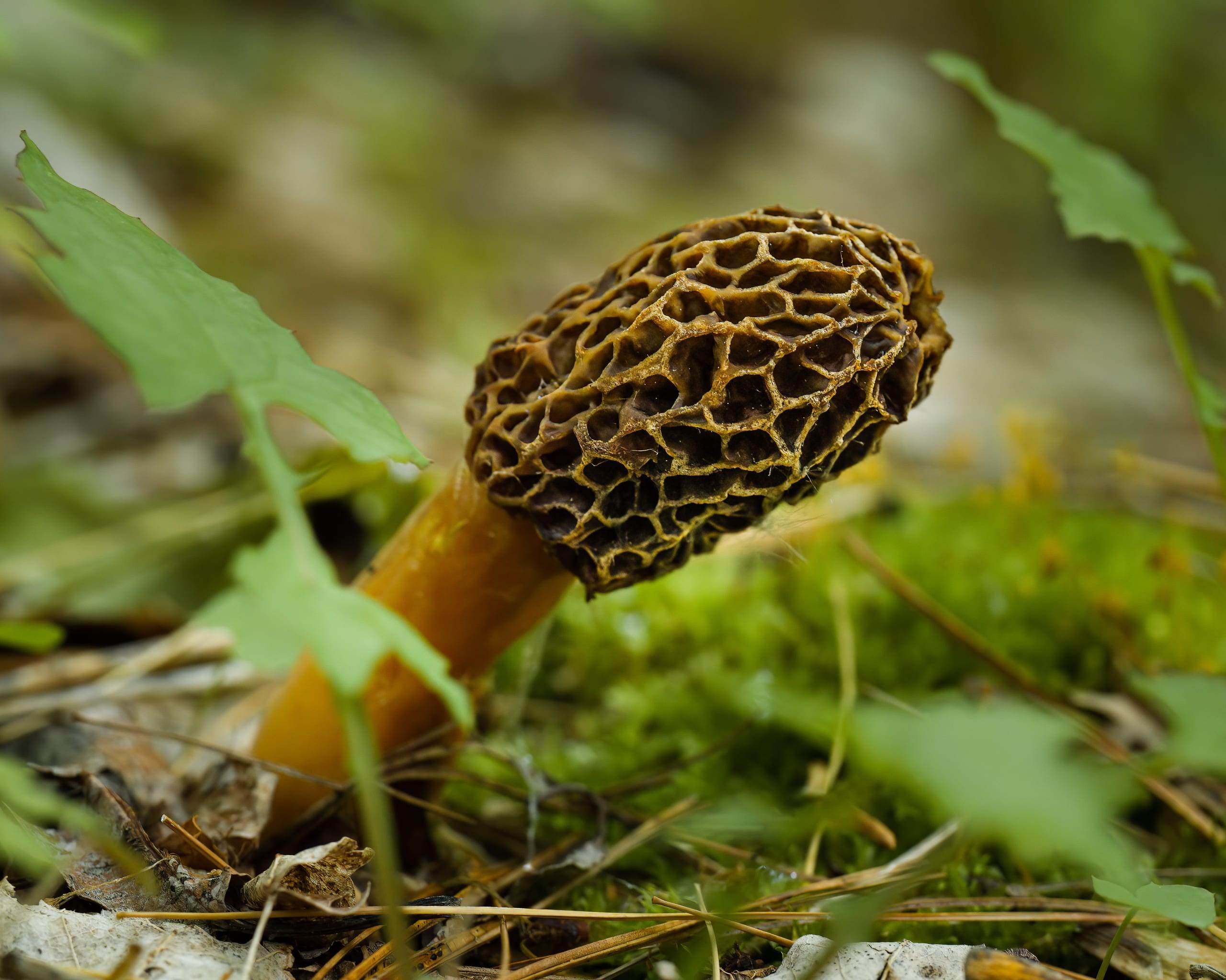 Morel