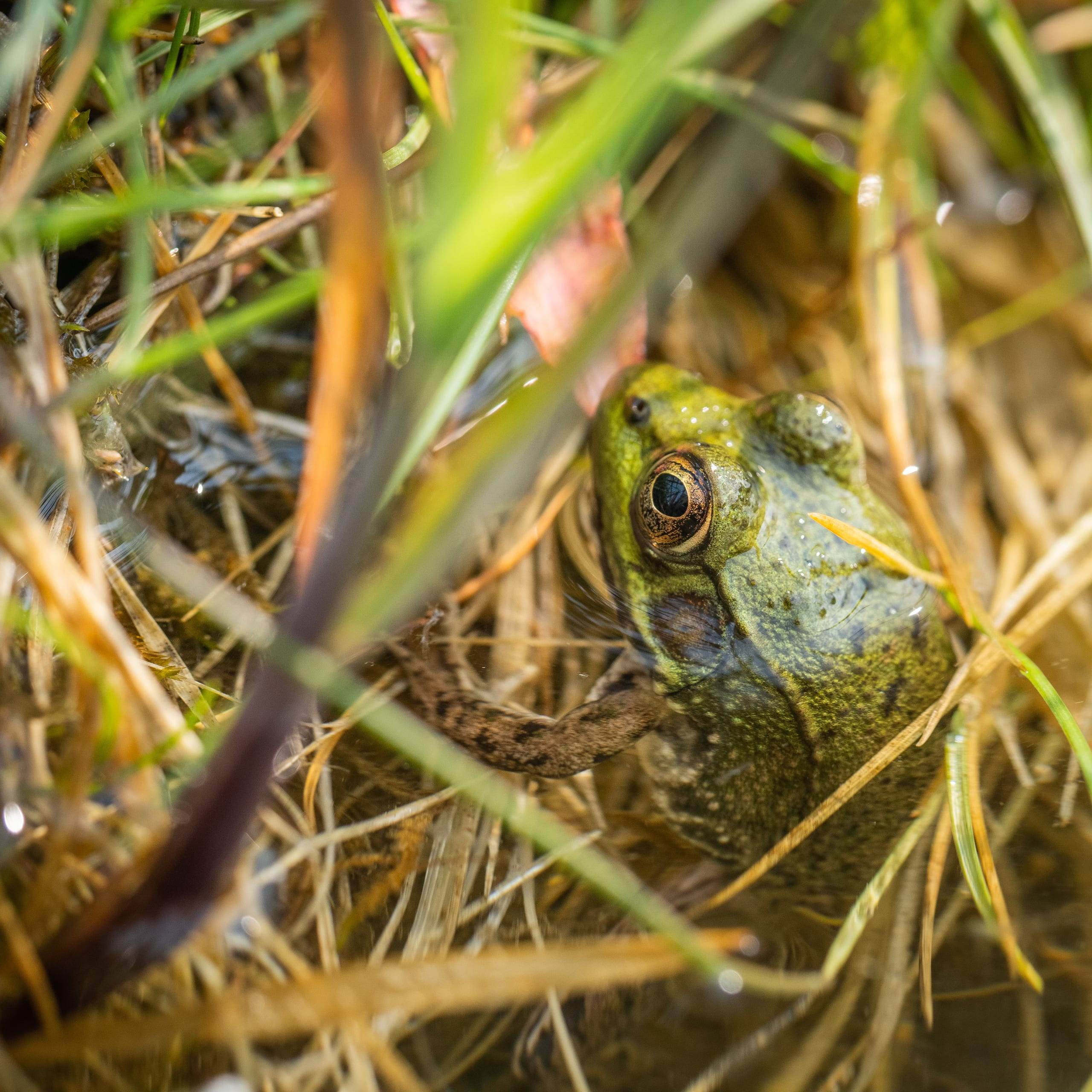 Lithobates Clamitans / Green Frog