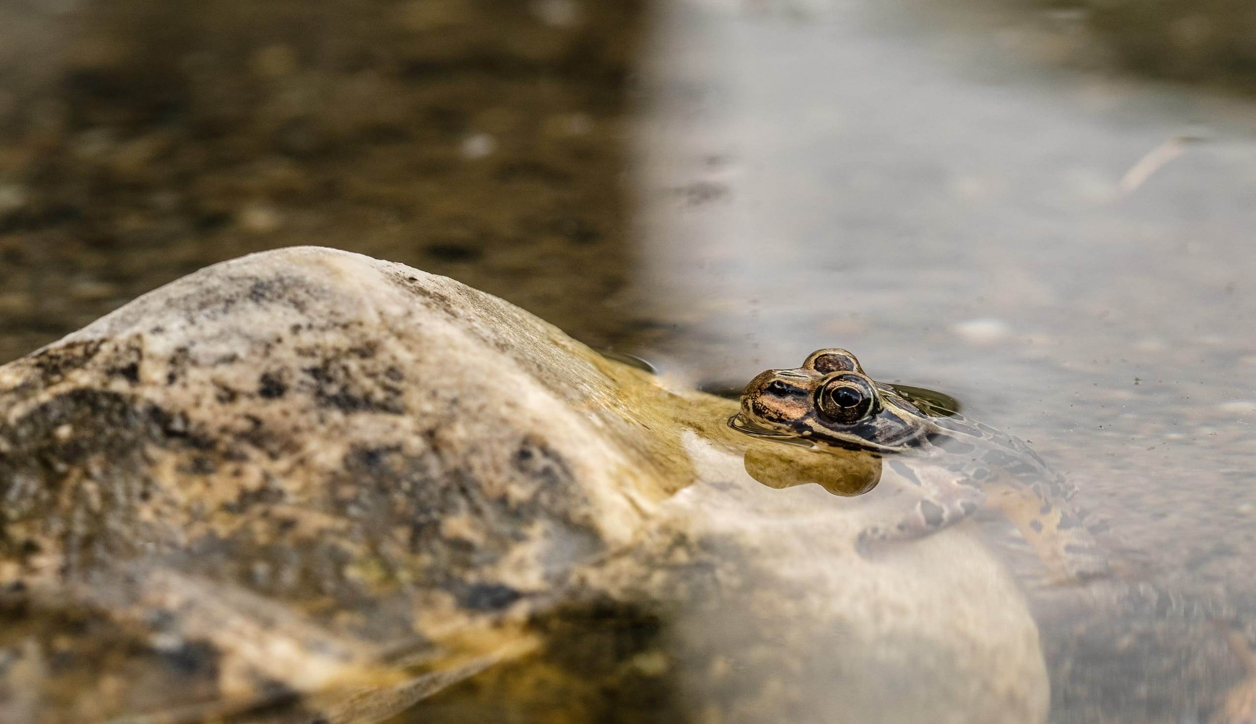 Pickerel Frog
