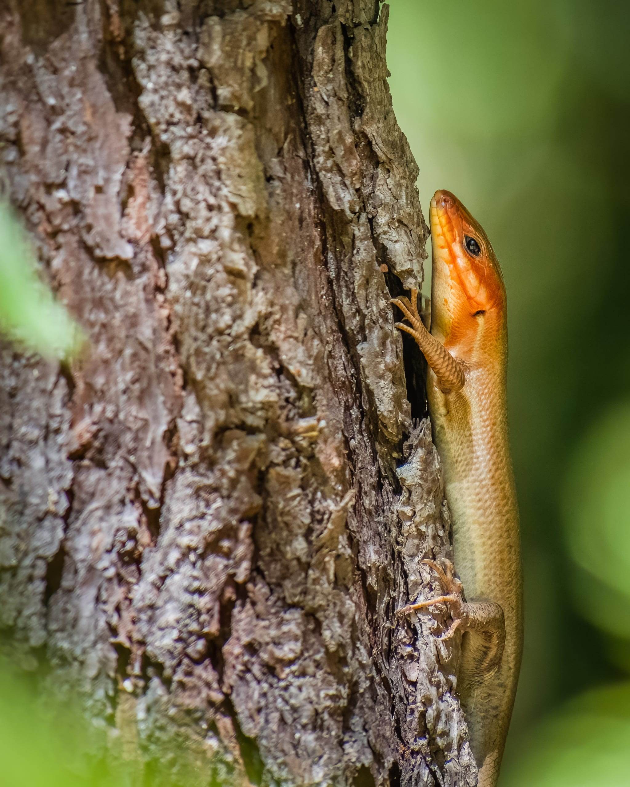 Broad-headed skink