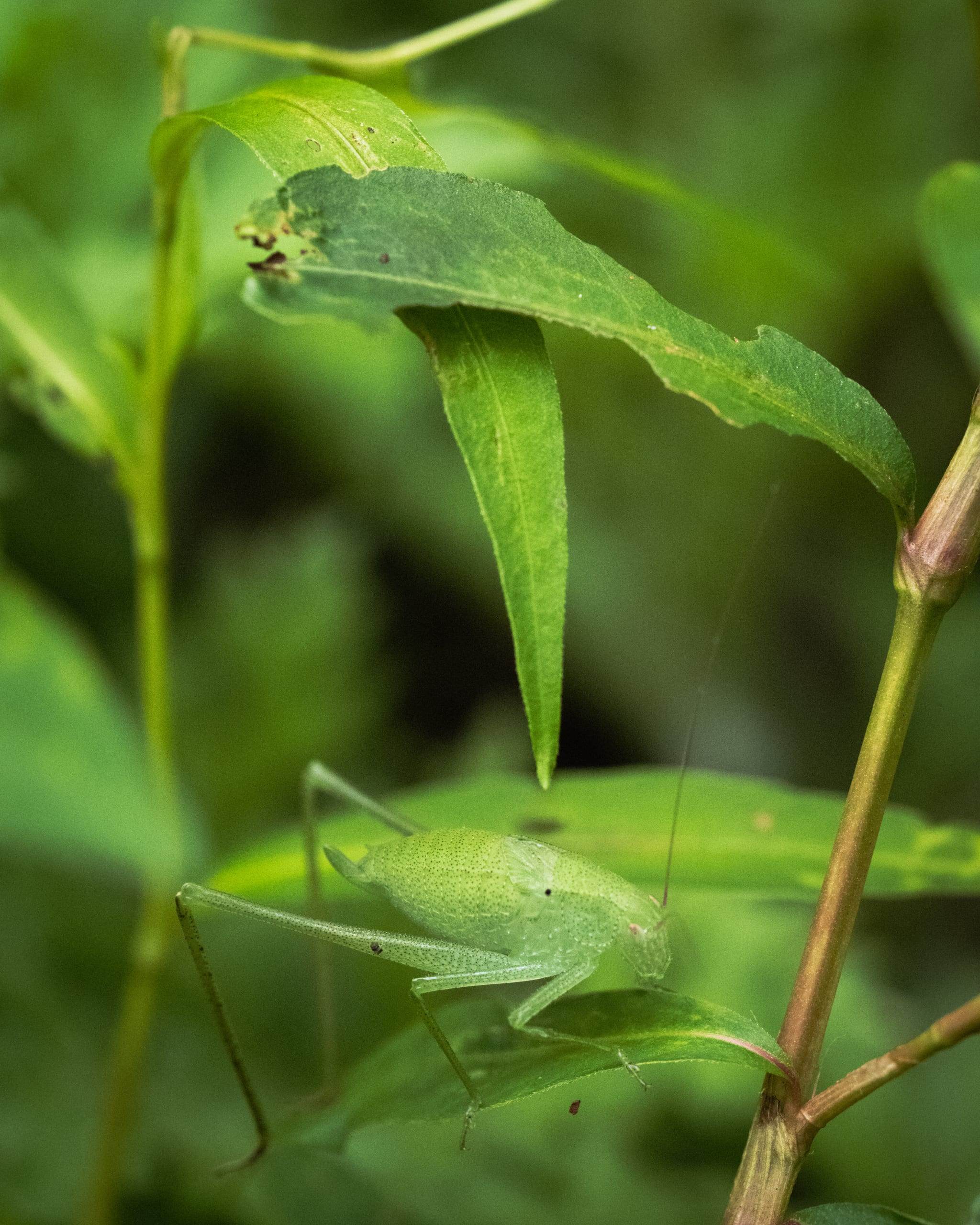 Leaf katydid nymph