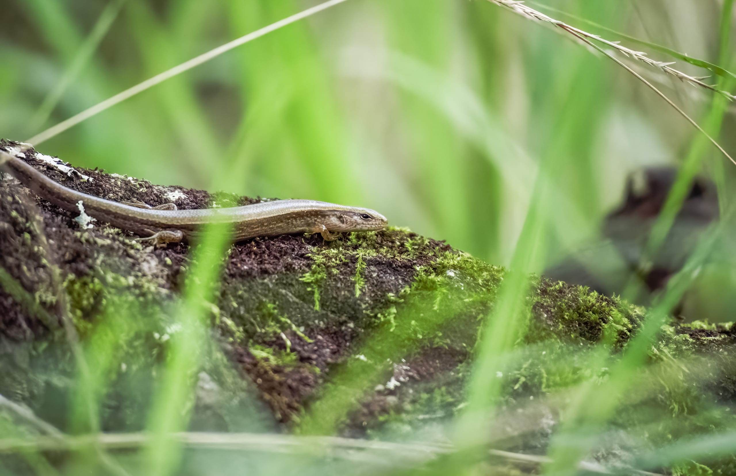 Little Brown Skink