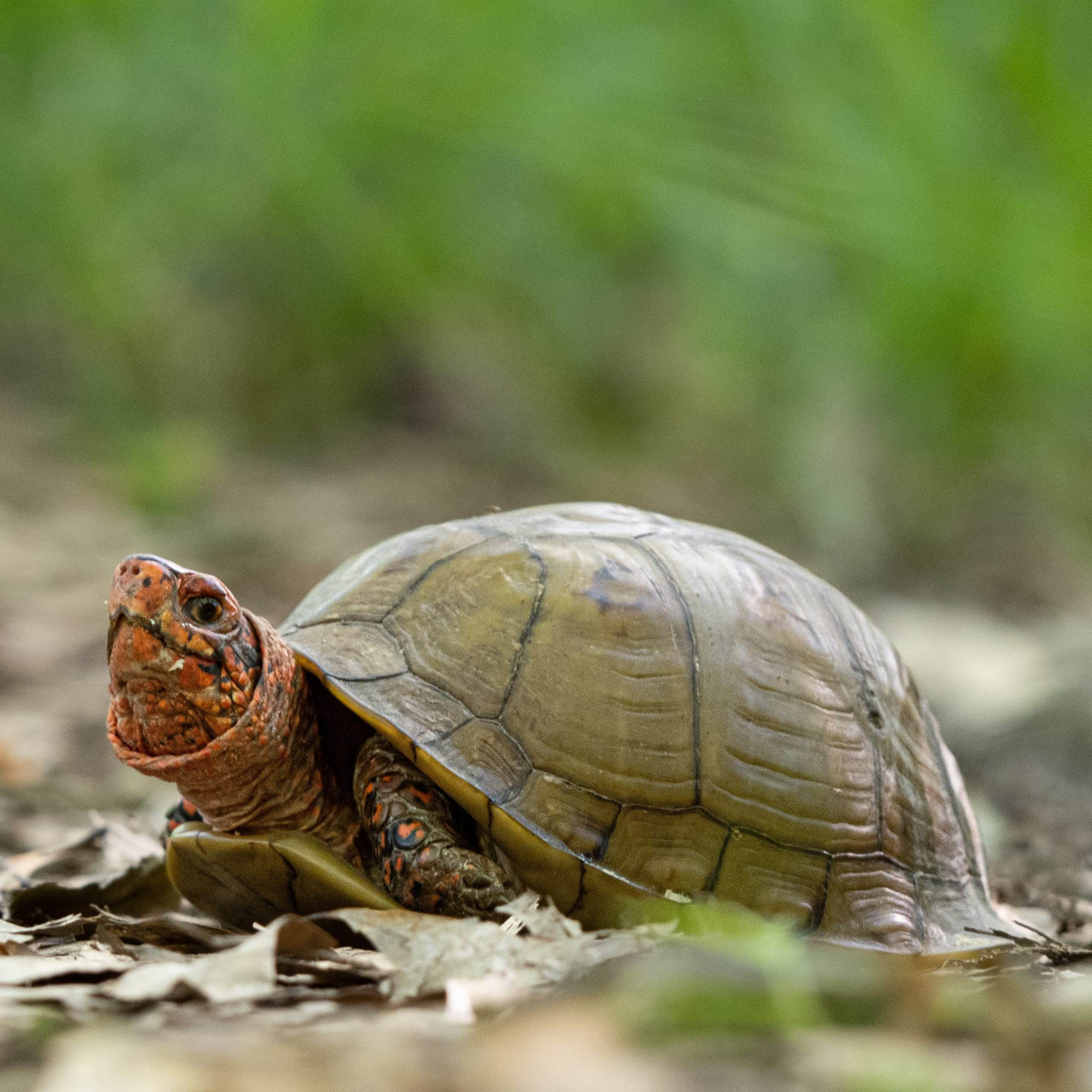 Three-toed box turtle