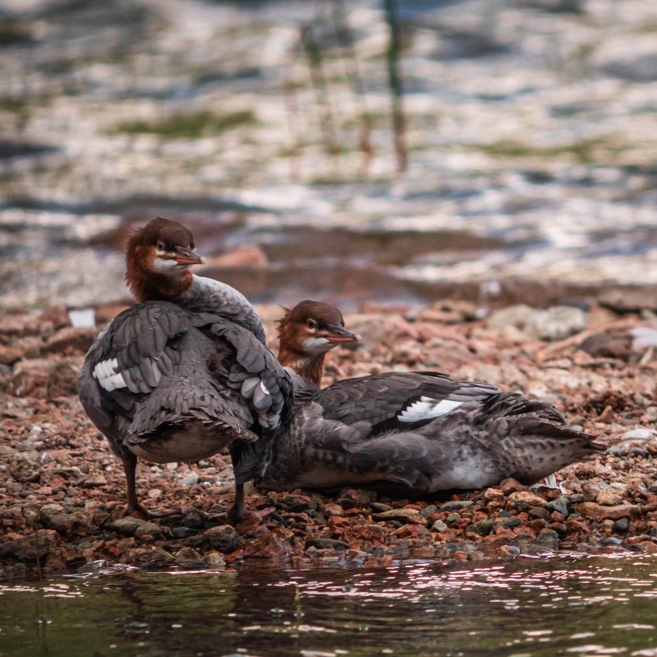 Common mergansers