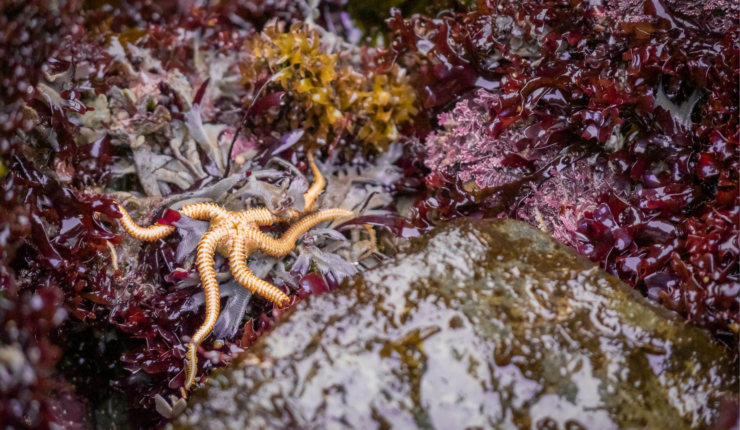 Brittle star