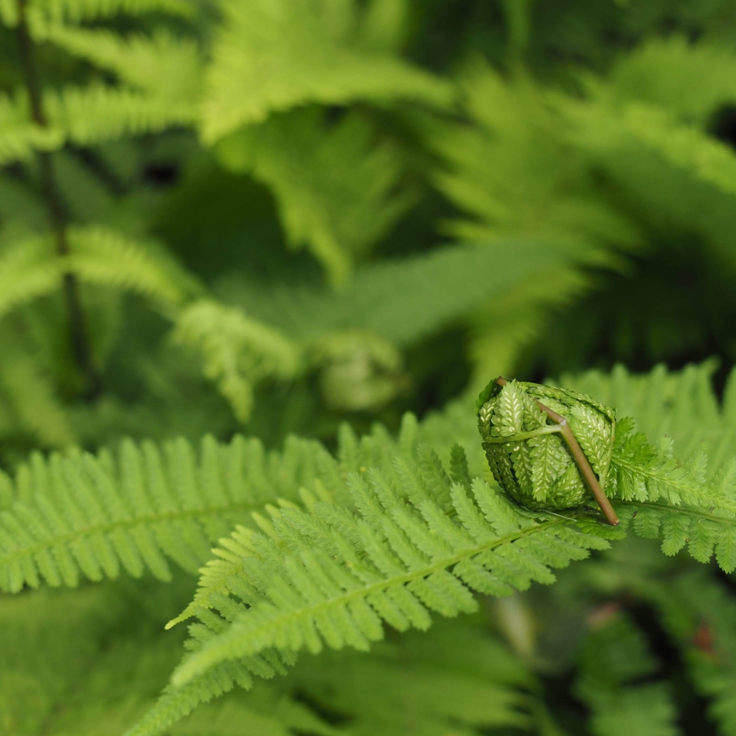 Matteuccia struthiopteris / Ostrich fern
