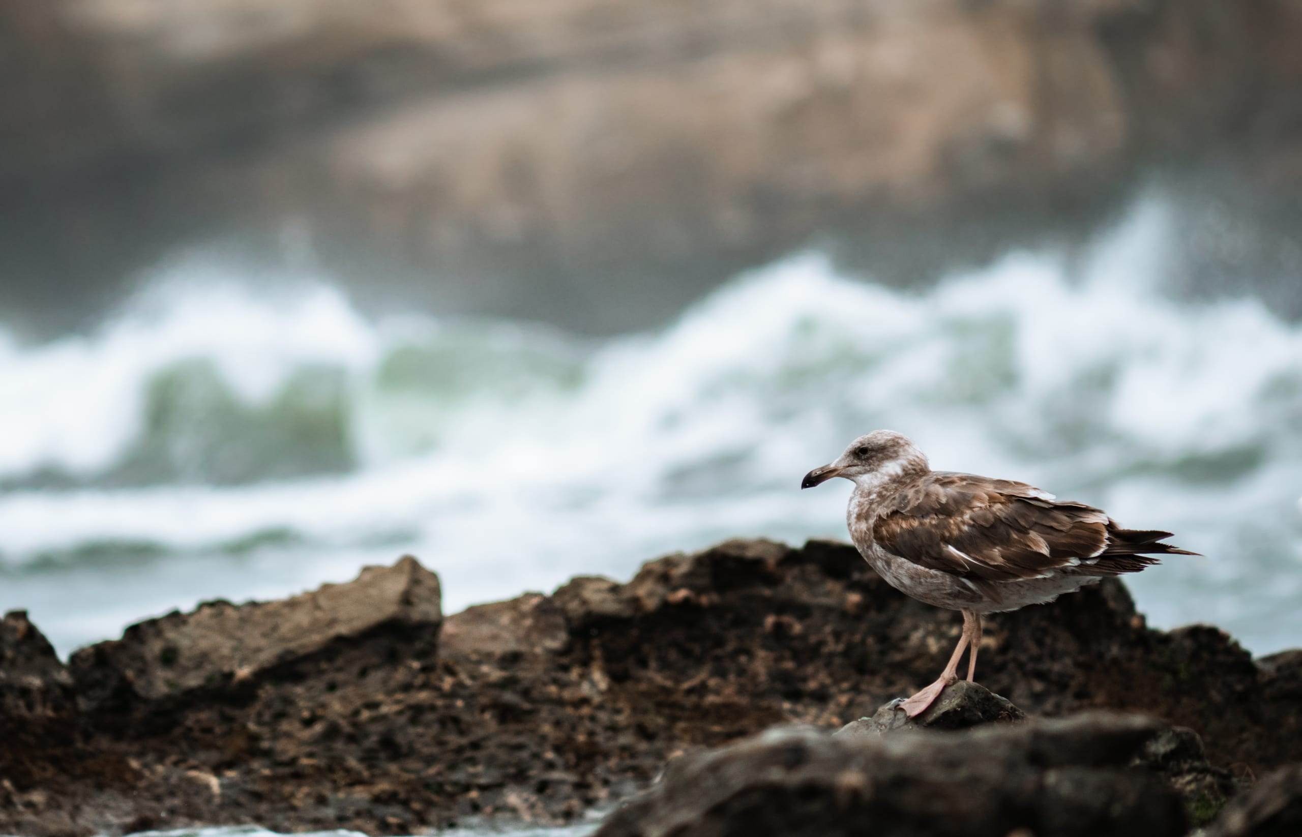 La Jolla, San Diego