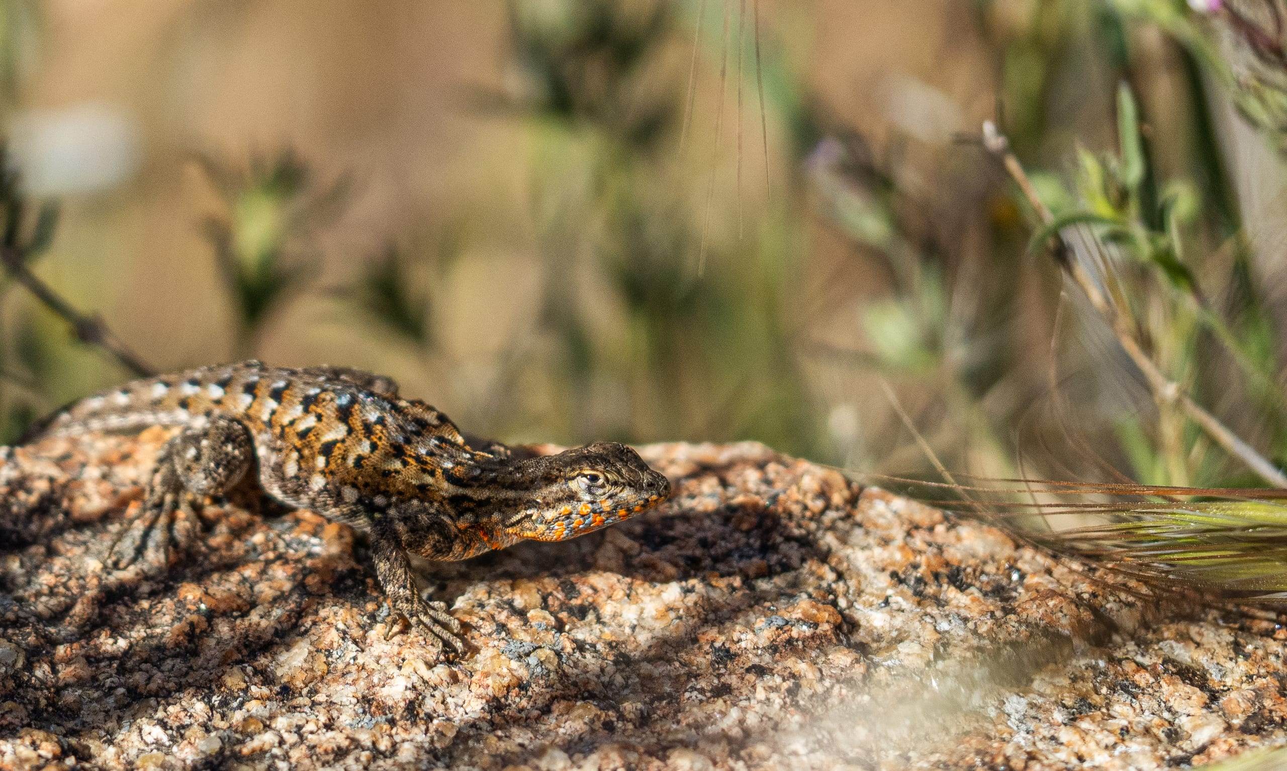 Female common side-blotched lizard.