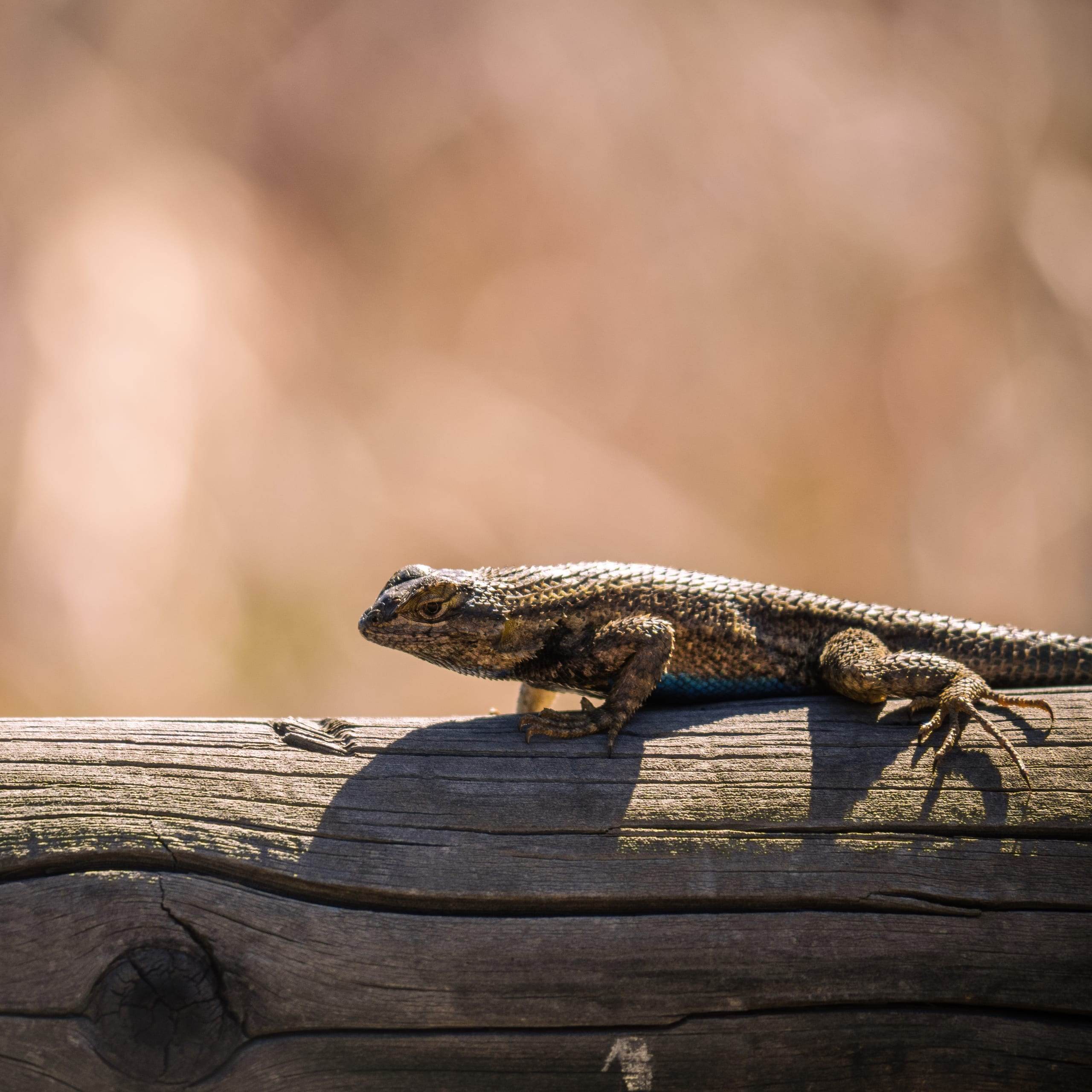 Western Fence Lizard