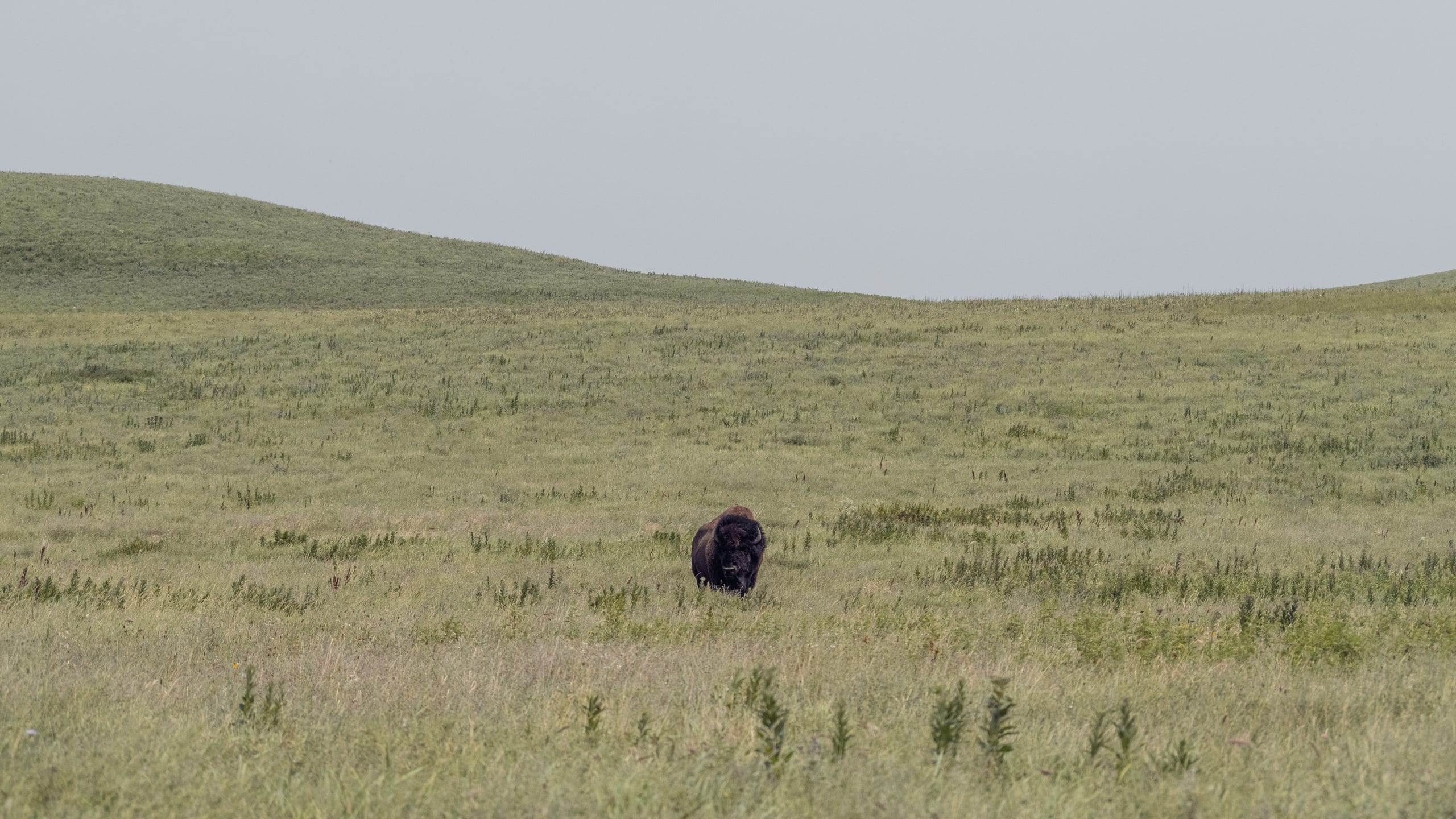 Bison bison / American bison
