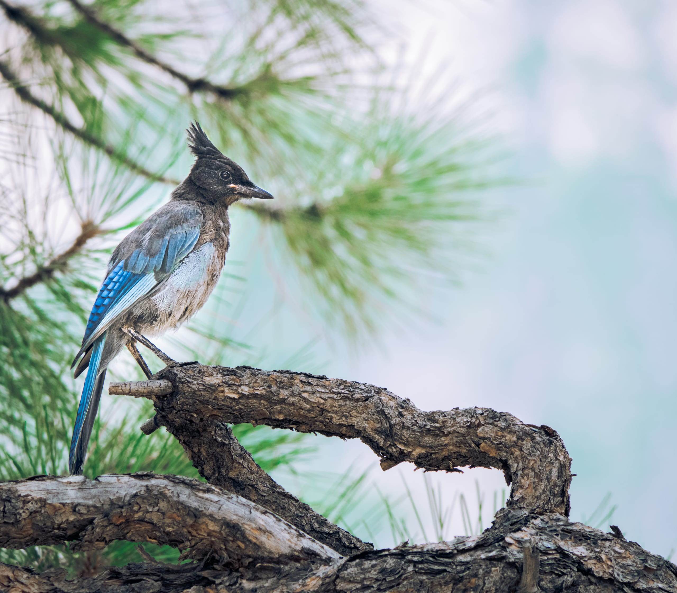 Cyanocitta stelleri / Steller's jay